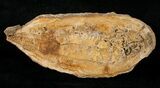 Australosomus Fossil Fish From Madagascar - Triassic #16741-2
